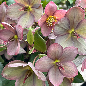Plant Photo 7