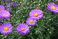 Days Aster (Symphyotrichum 'Days') at Wiethop Greenhouses