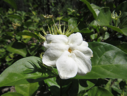 Arabian Jasmine (Jasminum sambac) at Wiethop Greenhouses