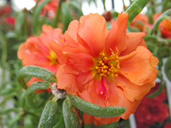 Happy Hour Orange Portulaca (Portulaca grandiflora 'PAS752674') at Wiethop Greenhouses
