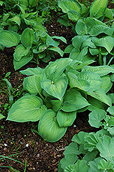 Paul's Glory Hosta (Hosta 'Paul's Glory') at Wiethop Greenhouses