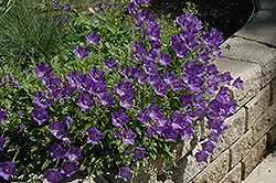 Blue Clips Bellflower (Campanula carpatica 'Blue Clips') at Wiethop Greenhouses