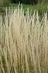Karl Foerster Reed Grass (Calamagrostis x acutiflora 'Karl Foerster') at Wiethop Greenhouses