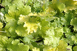 Lime Rickey Coral Bells (Heuchera 'Lime Rickey') at Wiethop Greenhouses