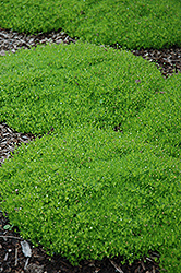 Irish Moss (Sagina subulata) at Wiethop Greenhouses