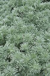 Silver Mound Artemisia (Artemisia schmidtiana 'Silver Mound') at Wiethop Greenhouses