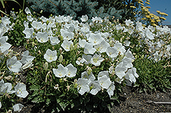 White Clips Bellflower (Campanula carpatica 'White Clips') at Wiethop Greenhouses