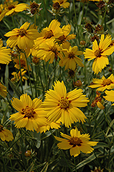 Tequila Sunrise Tickseed (Coreopsis 'Tequila Sunrise') at Wiethop Greenhouses