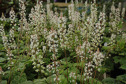 Wherry's Foamflower (Tiarella wherryi) at Wiethop Greenhouses
