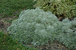 Silver Mound Artemisia (Artemisia schmidtiana 'Silver Mound') at Wiethop Greenhouses