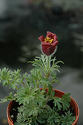 Red Bells Pasqueflower (Pulsatilla vulgaris 'Rote Glocke') at Wiethop Greenhouses