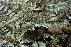 Red Beauty Painted Fern (Athyrium nipponicum 'Red Beauty') at Wiethop Greenhouses