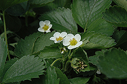 Everbearing Strawberry (Fragaria 'Everbearing') at Wiethop Greenhouses