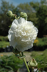 Chater's Double White Hollyhock (Alcea rosea 'Chater's Double White') at Wiethop Greenhouses