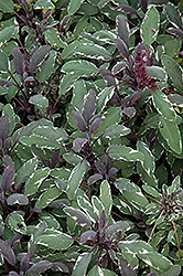 Tricolor Sage (Salvia officinalis 'Tricolor') at Wiethop Greenhouses