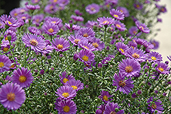 Believer Aster (Symphyotrichum 'Yobeliever') at Wiethop Greenhouses