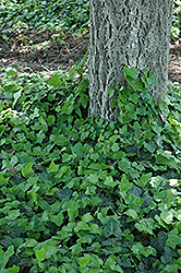 Baltic Ivy (Hedera helix 'Baltica') at Wiethop Greenhouses