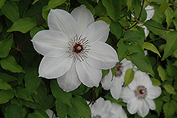 Henryi Hybrid Clematis (Clematis 'Henryi') at Wiethop Greenhouses