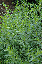 French Tarragon (Artemisia dracunculus 'Sativa') at Wiethop Greenhouses