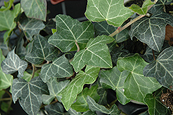 Baltic Ivy (Hedera helix 'Baltica') at Wiethop Greenhouses