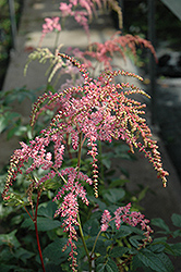 Ostrich Plume Astilbe (Astilbe x arendsii 'Ostrich Plume') at Wiethop Greenhouses