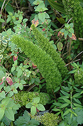 Asparagus Fern (Asparagus densiflorus) at Wiethop Greenhouses
