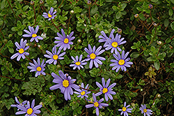 Blue Daisy (Felicia amelloides) at Wiethop Greenhouses