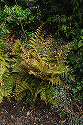 Autumn Fern (Dryopteris erythrosora) at Wiethop Greenhouses