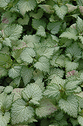 Ghost Spotted Dead Nettle (Lamium maculatum 'Ghost') at Wiethop Greenhouses