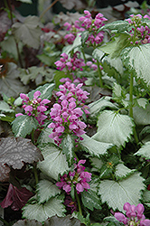 Ghost Spotted Dead Nettle (Lamium maculatum 'Ghost') at Wiethop Greenhouses