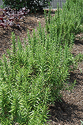 Spice Islands Rosemary (Rosmarinus officinalis 'Spice Islands') at Wiethop Greenhouses