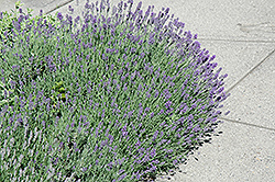Munstead Lavender (Lavandula angustifolia 'Munstead') at Wiethop Greenhouses