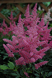Younique Lilac Astilbe (Astilbe 'Verslilac') at Wiethop Greenhouses