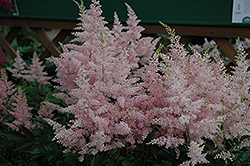 Younique Silvery Pink Astilbe (Astilbe 'Verssilverypink') at Wiethop Greenhouses