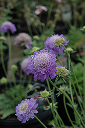 Blue Note Pincushion Flower (Scabiosa 'Blue Note') at Wiethop Greenhouses