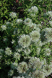 Appalachian Mountain Mint (Pycnanthemum flexuosum) at Wiethop Greenhouses