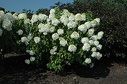 Phantom Hydrangea (Hydrangea paniculata 'Phantom') at Wiethop Greenhouses