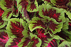 Kong Red Coleus (Solenostemon scutellarioides 'Kong Red') at Wiethop Greenhouses