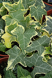 Yellow Ripple Ivy (Hedera helix 'Yellow Ripple') at Wiethop Greenhouses