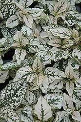 Splash Select White Polka Dot Plant (Hypoestes phyllostachya 'PAS2343') at Wiethop Greenhouses