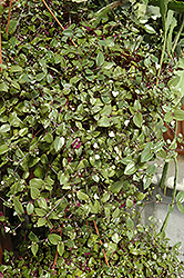 Bridal Veil Spiderwort (Tradescantia 'Bridal Veil') at Wiethop Greenhouses