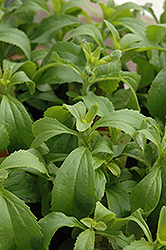 Sweetleaf (Stevia rebaudiana) at Wiethop Greenhouses