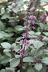 African Blue Basil (Ocimum 'African Blue') at Wiethop Greenhouses