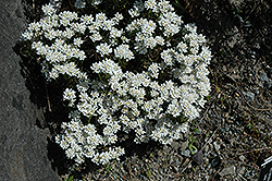 Snowflake Candytuft (Iberis sempervirens 'Snowflake') at Wiethop Greenhouses