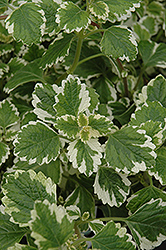 Variegated Swedish Ivy (Plectranthus coleoides 'Variegata') at Wiethop Greenhouses