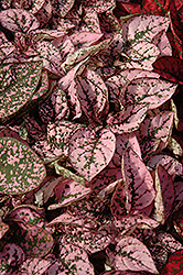 Splash Select Pink Polka Dot Plant (Hypoestes phyllostachya 'PAS2341') at Wiethop Greenhouses