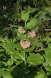 Common Milkweed (Asclepias syriaca) at Wiethop Greenhouses