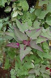 Tricolor Sweet Potato Vine (Ipomoea batatas 'Tricolor') at Wiethop Greenhouses