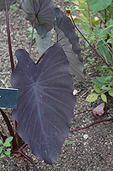 Black Magic Elephant Ear (Colocasia esculenta 'Black Magic') at Wiethop Greenhouses