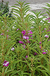 Garden Balsam (Impatiens balsamina) at Wiethop Greenhouses